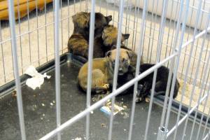 He supposedly liked animals — then he let his puppies starve