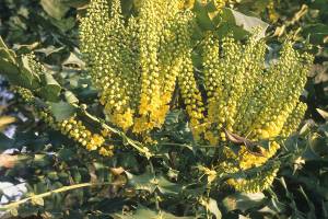 Great Plant Pick: Mahonia x media ‘Arthur Menzies,’ hybrid mahonia