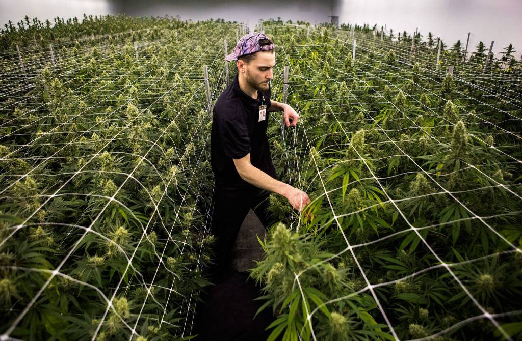 Chase Neumann helps trim plants in one of the grow rooms at the <a href="https://www.heraldnet.com/news/for-legal-cannabis-growers-theres-little-room-for-error/" target="_blank">Smokey Point Productions Rolling Farms</a> on Jan. 16 in Arlington. (Olivia Vanni / The Herald)