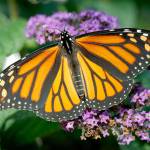 A monarch butterfly rests on a flower in Urbandale, Iowa, in September. (AP Photo/Charlie Neibergall, File)