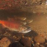 Kokanee salmon in Ebright Creek in Sammamish. (U.S. Department of the Interior)