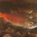 Local salmon face dire future amid effects of climate change