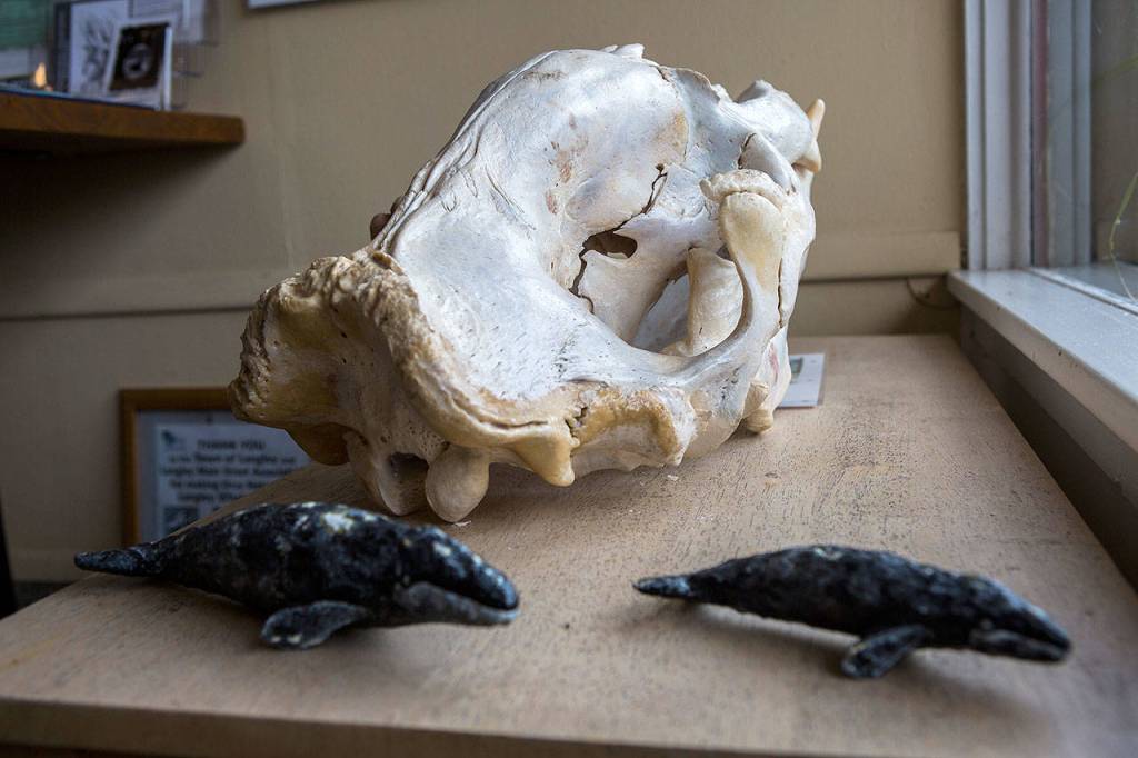 A seal skull on display at the Langley Whale Center. (Olivia Vanni / The Herald)