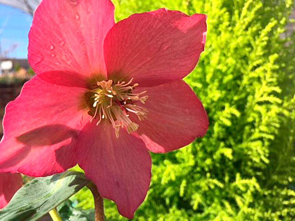Rosemary hellebore is an upright grower. Its flowers bloom from winter through early spring. (Nicole Phillips)
