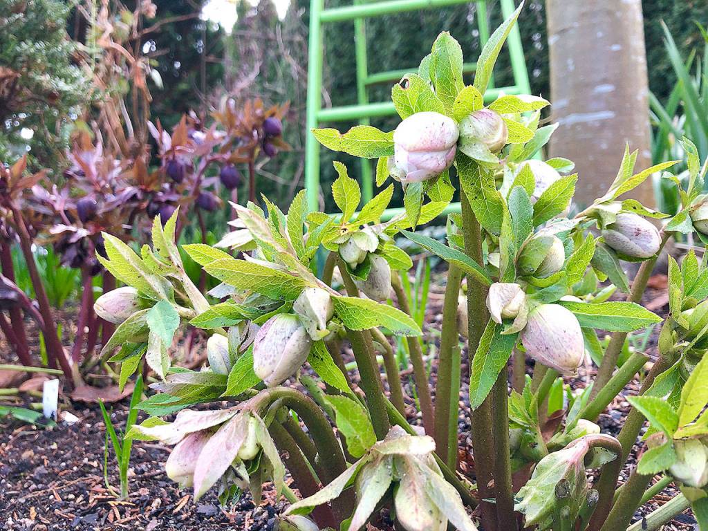 These hellebores in Steve Smiths back yard have yet to open. (Nicole Phillips)