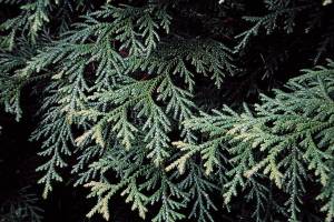Great Plant Pick: Thujopsis dolobrata, hiba cedar