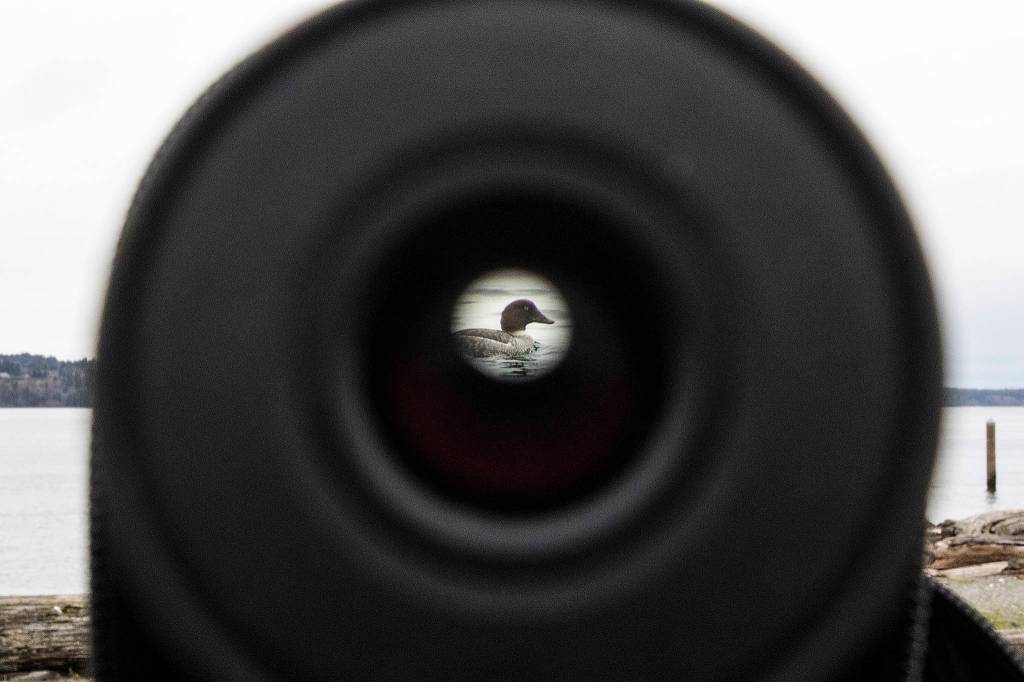 A Common Goldeneye female duck is seen through Rick Taylors spotting scope from the Mukilteo Lighthouse Park on Jan. 8. (Andy Bronson / The Herald)