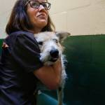 PAWS Laura Follis embraces Sandy, a terrier mix that suffers from hair loss and other disorders. The nonprofit is the recipient of a gift of at least $500,000 from the estate of an Edmonds woman. (Dan Bates / Herald file)