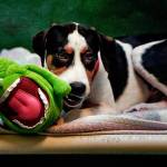 At PAWS in Lynnwood, Jack, a young beagle mix from Texas, chews on a comfort creature while waiting for adoption. (Dan Bates / Herald file)