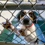 At PAWS in Lynnwood, Jack, a beagle mix from Texas, approaches visitors to his kennel. (Dan Bates / Herald file)