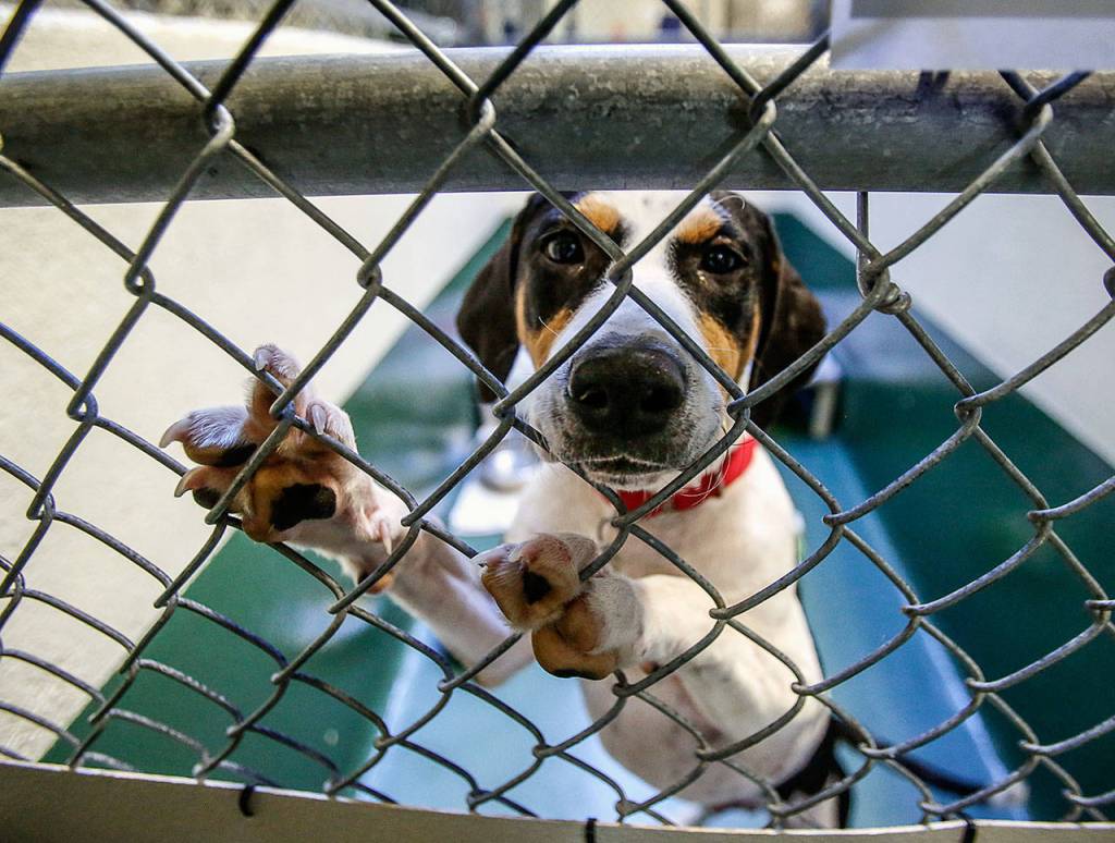 At PAWS in Lynnwood, Jack, a beagle mix from Texas, approaches visitors to his kennel. (Dan Bates / Herald file)