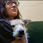PAWS Laura Follis embraces Sandy, a terrier mix that suffers from hair loss and other disorders. The nonprofit is the recipient of a gift of at least $500,000 from the estate of an Edmonds woman. (Dan Bates File / The Herald)