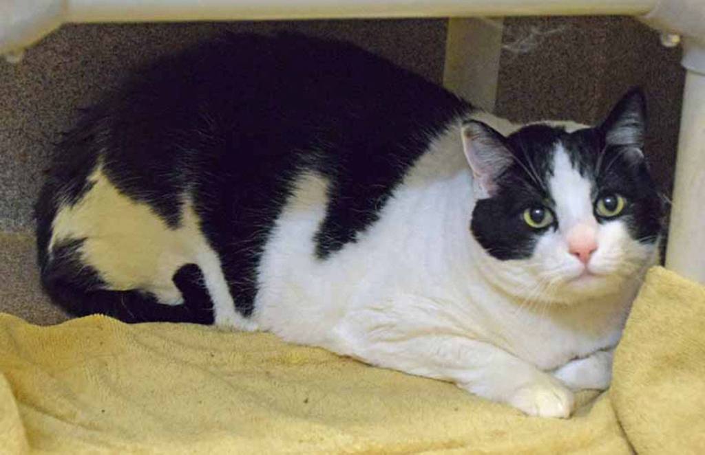 Bruce is an independent guy. He is looking for a cat free home. It does take him a little bit of time to adjust to his new surrounding but once he is settled in he is a friendly but still independent guy. (Arleigh Movitz/Everett Animal Shelter)