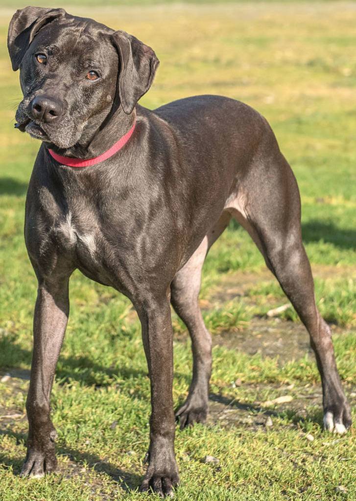 A few dogs and a cat are waiting for adoption