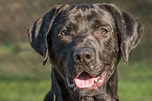 A few dogs and a cat are waiting for adoption