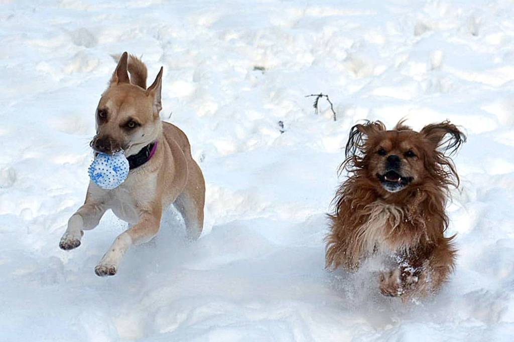 Dogs Penny and Mikee tag team a game of fetch in the snow in Tulalip. (De Ann Argle)