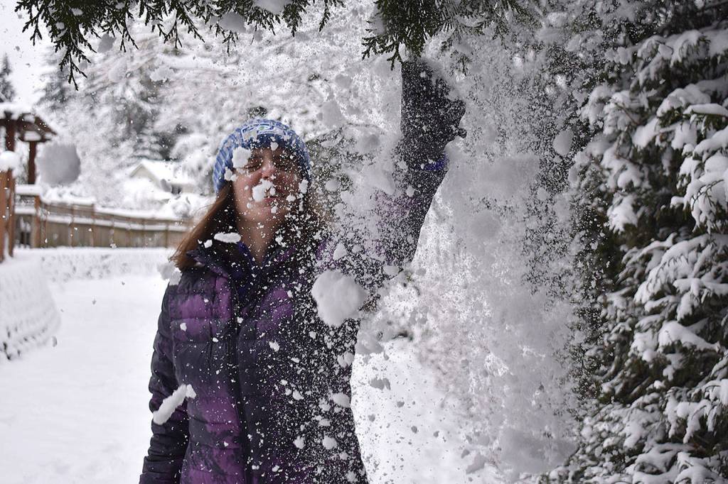 Kalaina Stroyan, a senior at Jackson High School, shakes snow off a tree branch during a walk through her Mill Creek neighborhood. (Jasper Kerns)