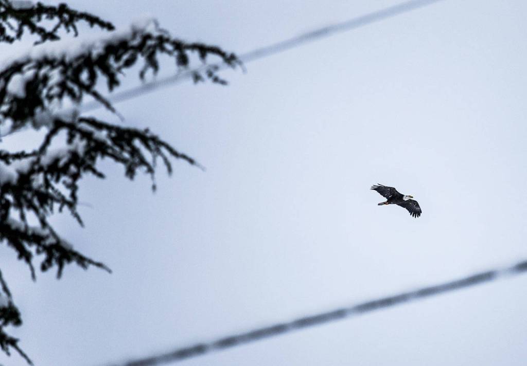 A bald eagle flies over snow-covered trees on Grand Avenue in Everett on Saturday. (Olivia Vanni / The Herald)