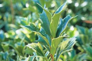 Great Plant Pick: Osmanthus heterophyllus ‘Variegatus’