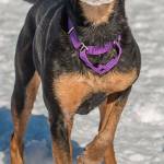 Suess is a nice little dog looking for a calm predictable home. He is a happy little guy who has been a gentleman when meeting other dogs but he will need a meet and greet with any resident dogs of potential adopters. Suess met our cat safety tester and did well but will still need proper introductions and, because he likes to play and have fun, he may be chase at first. This guy loves going for walks and runs but his favorite thing to do is be with his people. Suess would appreciate a home without small children, therefore, we are asking that any children in the home be over the age of 12. Suess weighs 14 pounds. (Curt Story/Everett Animal Shelter)