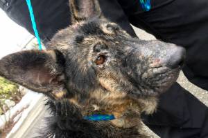 Deputy, truckers and a sandwich save a dog in the snowstorm