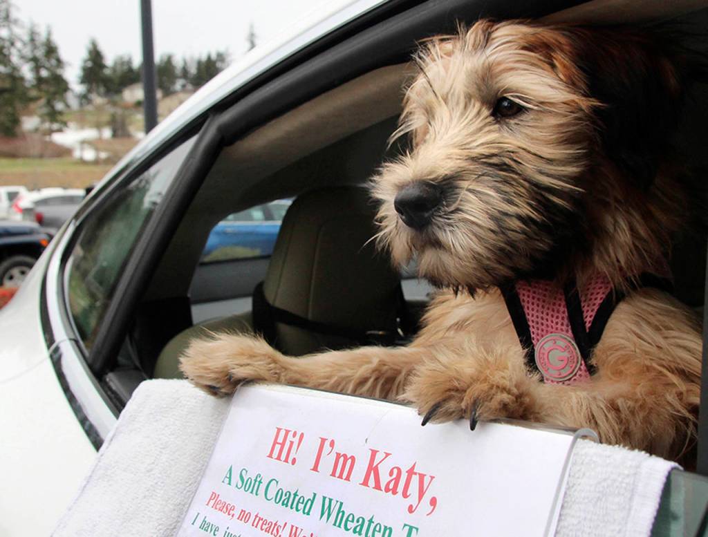 Katy does her people-watching from her owners car. (Maria Matson / Whidbey News-Times)