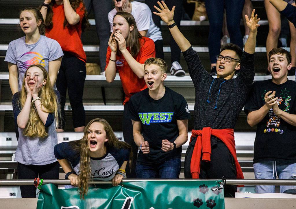 Jackson High School fans cheer on Justin Limberg in the Mens 100 Yard Breaststroke during the 4A Boys Swim/Dive Championships on Saturday, Feb. 16, 2019 in Federal Way, Wash. (Olivia Vanni / The Herald)