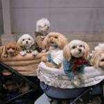 Pets are pampered from Paris to Portland, but Japan is a country that takes dog ownership to another level. Above, fashionable dogs at the Yokohama Pet Fair on Jan. 14. (Washington Post photo by Simon Denyer)