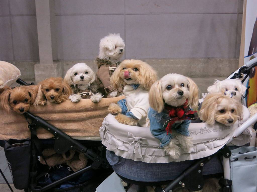 Pets are pampered from Paris to Portland, but Japan is a country that takes dog ownership to another level. Above, fashionable dogs at the Yokohama Pet Fair on Jan. 14. (Washington Post photo by Simon Denyer)