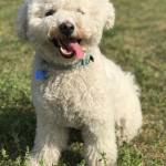 Ziggy, unadorned, in a park in Beijing on April 23, 2017. (The Washington Post by Molly Denyer)