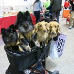 Dogs dressedup at the Yokohama Pet Fair on Jan. 14. (Washington Post photo by Simon Denyer)