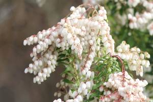 Great Plant Pick: Pieris japonica ‘Brookside Miniature’