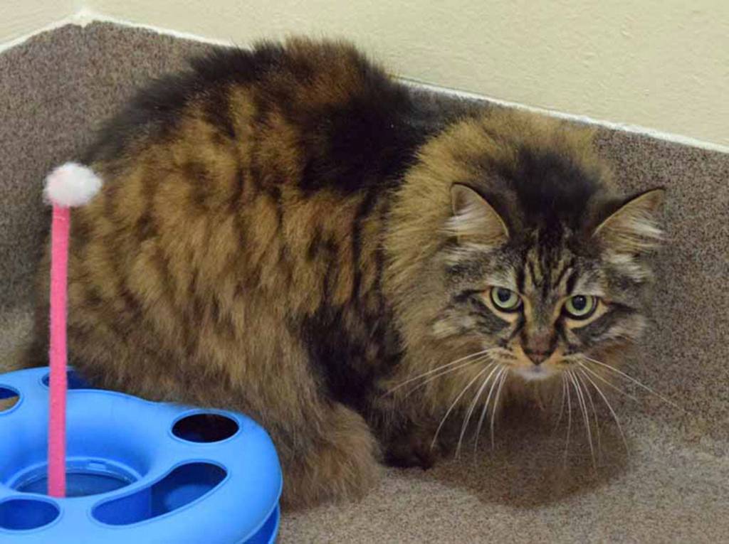 This fluffy gal has had her world turned upside down. Her owner became ill and can no longer keep her because the assisted living facility will not allow it. We have limited information about Char, other than she has always lived indoors as the only pet, she likes carpeted scratching posts, and she seems to be shy until she gets to know you. Would you like to make a difference in the life of this sweet kitty? Come and meet her to see if youre a match! (Arleigh Movitz/Everett Animal Shelter)