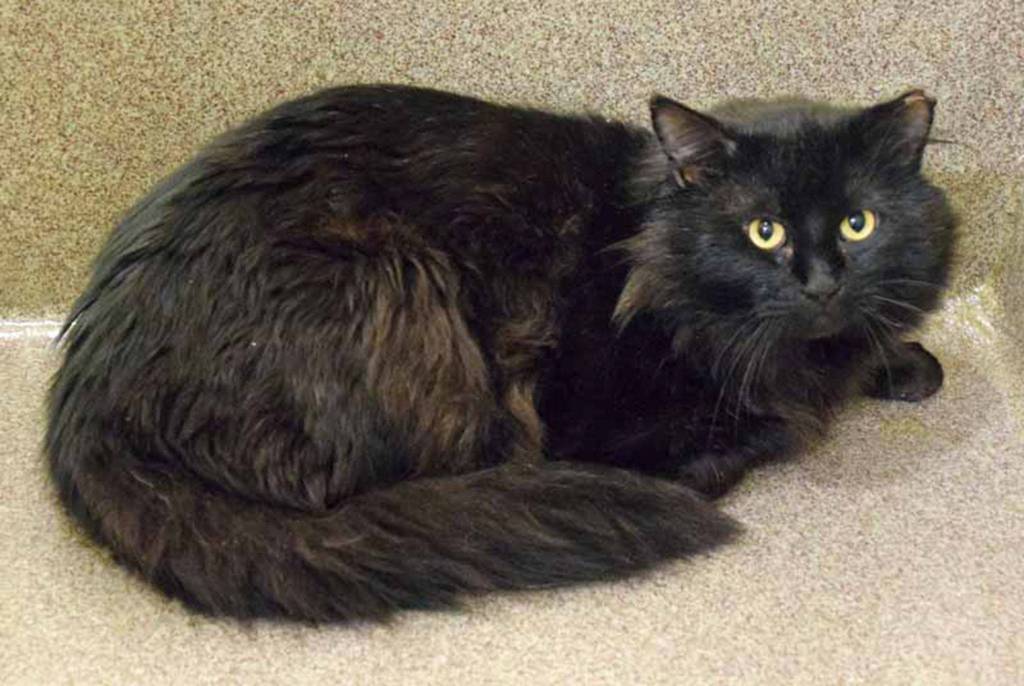 Charles is FIV positive. Feline Immunodeficiency Virus (FIV), also known as Feline AIDS, is a serious viral disease that affects only cats. It is usually spread through deep puncture wounds when cats fight. As long as the cats get along and do not fight, FIV positive cats can live with other cats The risk of an FIV-positive cat spreading the virus to an FIV-negative cat can be minimized by putting both cats in separate rooms until you are confident that they will not fight with each other. Spaying or neutering your pets will also reduce any risk. FIV-positive cats can live normal lives, both in quality and duration. Many do not show any symptoms until years after they were infected. They need to be monitored for infections and dental issues. If theyre well cared for, they can be healthy, happy, wonderful pets. (Arleigh Movitz/Everett Animal Shelter)