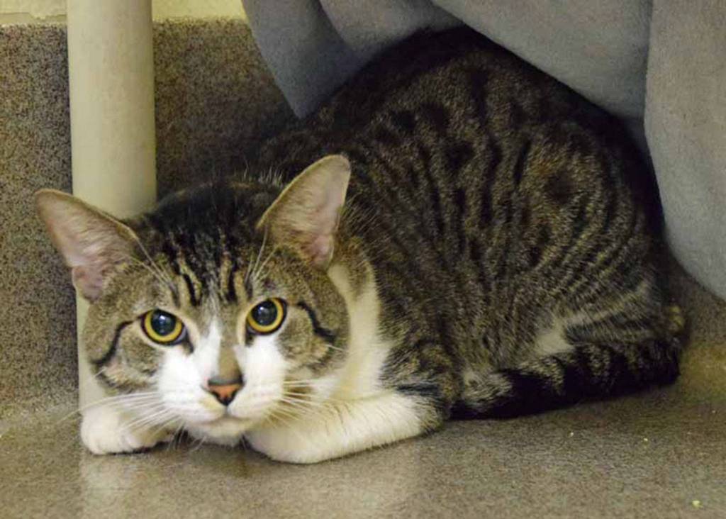 Neptune is not showing his true self right now. With all the moving around he has become very stressed and is acting out. We think once he settles into his new home with someone who will give him plenty of time to adjust, he will become the friendly guy that we think he is. Neptune has lived with other cats and does fine but will still need a proper introduction to any resident cats. (Arleigh Movitz/Everett Animal Shelter)