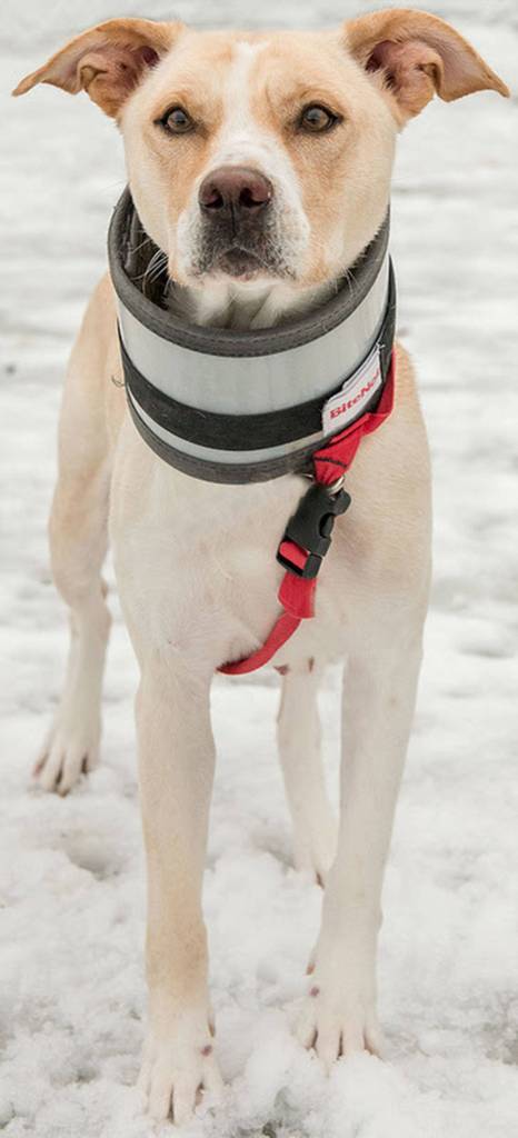 Rylee is an active dog! She loves to go for walks and be with her people. Any children in the home must be over 13 years old and she will need a meet and greet with any resident dogs. Rylee is very vocal and is not suited for apartment living. We do not know how she will do with cats. (Curt Story/Everett Animal Shelter)