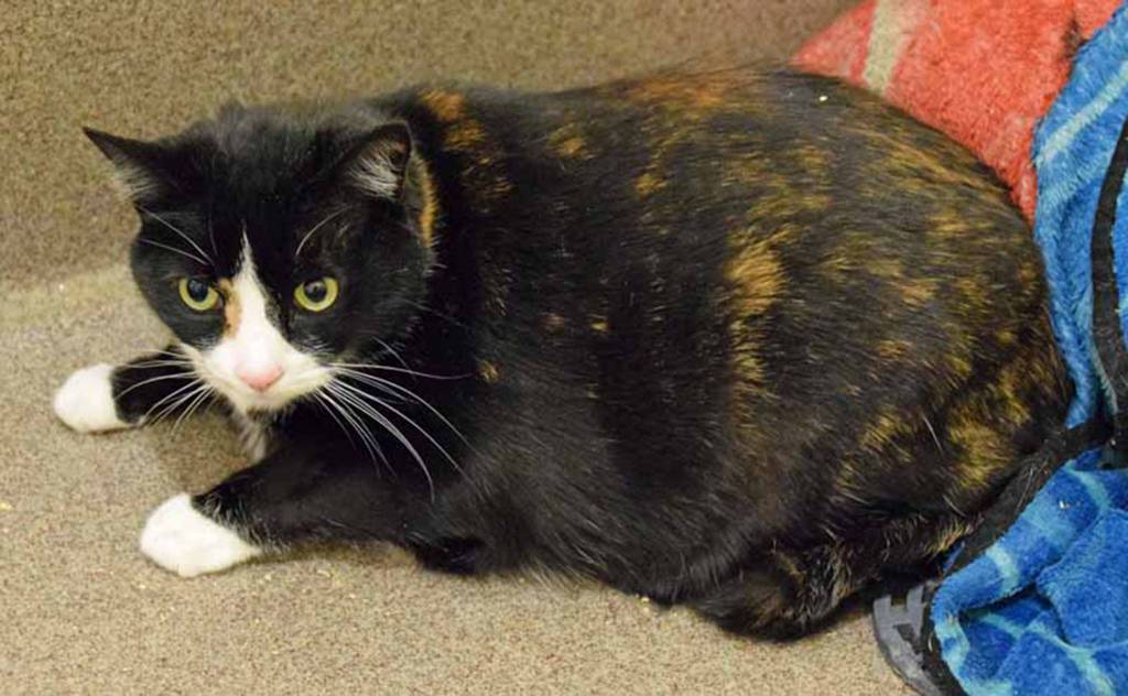 Rosie was surrendered because she did not do well with kids. She really likes her space and would prefer an adult only and no other pets so she can be queen of her castle. She would be perfect as an only pet where she can be independent most of the time with the option for a warm lap when shes ready! (Arleigh Movitz/Everett Animal Shelter)