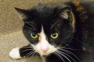 Everett Animal Shelter cats and dogs need new homes