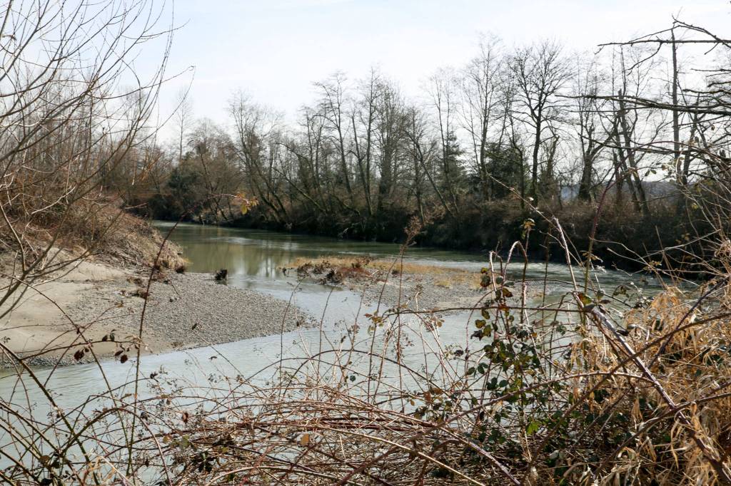 A body was found on the banks of the Stillaguamish River in Arlington in 1980. Its a cold case. (Kevin Clark / The Herald)
