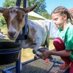 Audrey Strovas, 9, preps Blanchet for showing during the 70th Annual Silvana Fair Saturday morning in Silvana on July 29, 2017. (Kevin Clark / The Herald)