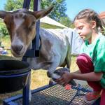 Audrey Strovas, 9, preps Blanchet for showing during the 70th Annual Silvana Fair Saturday morning in Silvana on July 29, 2017. (Kevin Clark / The Herald)