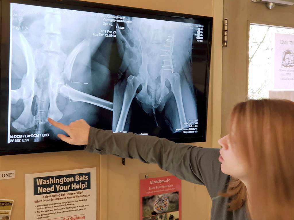 Dr. Tori McKlveen, a radiologist with the Veterinary Specialty Center of Seattle, goes over an X-ray of an adult female black bear recovering at the PAWS Wildlife Center in Lynnwood on Friday. (Noah Haglund / The Herald)