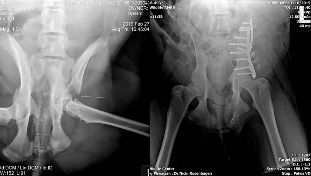 X-rays of the bears pelvis. (PAWS Wildlife Center)