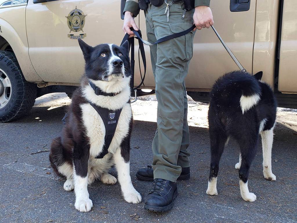 Colter (left) is a Karelian bear dog with the Washing Department of Fish & Wildlife that assisted with the capture of a wounded adult female black bear near Poulsbo on Dec. 7, 2018. He is pictured here at the PAWS Wildlife Center in Lynnwood on March 1. (Noah Haglund / The Herald)