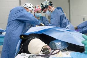 Bear recovering in Lynnwood after team unites to save her