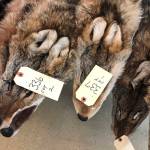 In this Feb. 2 photo, coyote pelts are displayed for sale at a trappers auction in Herkimer, New York. (AP Photo/Michael Hill)