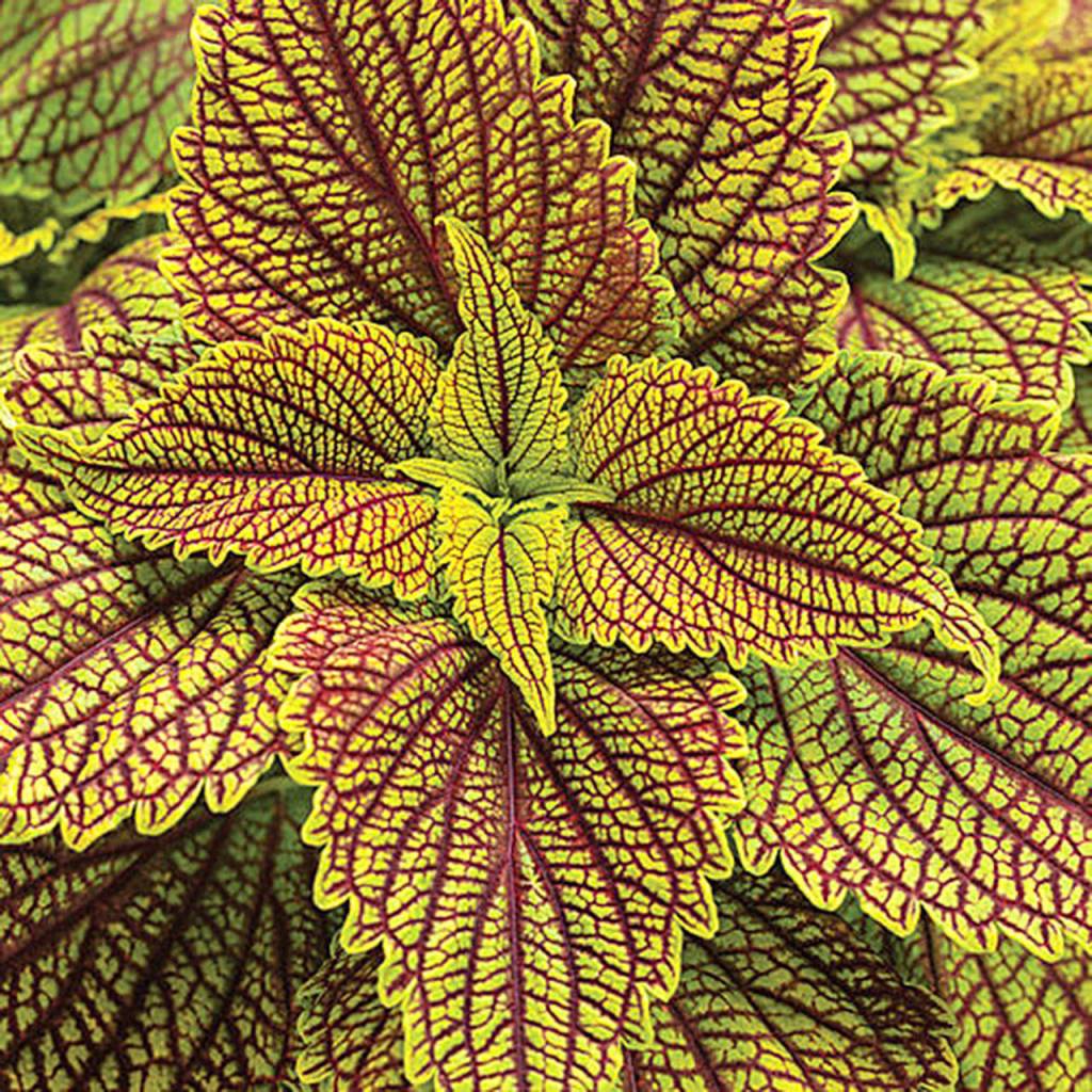 Golden Dreams coleus (ColorBlaze)