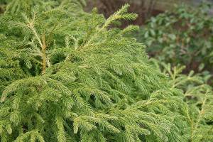 Great Plant Pick: Cryptomeria japonica ‘Spiralis,’ granny’s ringlets