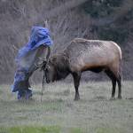 Bruiser, Whidbey Islands lone elk, has a tarp tangled in his antlers. (Lindsey George)