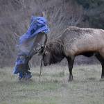 Whidbey’s lone elk is tangled up in blue